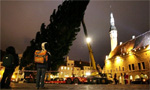 Рождественскую ель на Ратушной площади в Таллинне установят 15 ноября