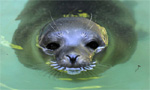 С помощью камеры можно наблюдать за тюленями на Вилсанди