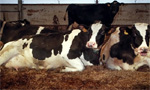 В Эстонии повысились удои коров